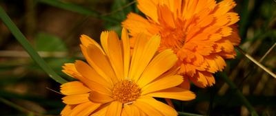 Calendula