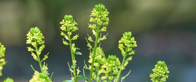 Breu informació sobre els principis actius de les plantes medicinals