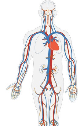 Briefly about the structure of the cardiovascular system