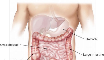 Breument sobre l'anatomia i la fisiologia del tracte gastrointestinal