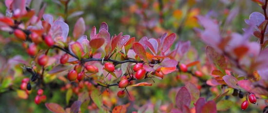 Medicinal plants for diarrhea