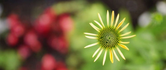 Piante medicinali per la diarrea