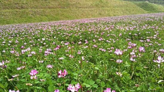 Medicinal plants for diarrhea