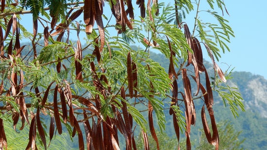 Plantes medicinals per a la diarrea