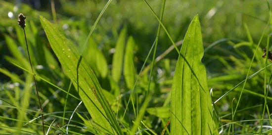 Medicinal plants for diarrhea