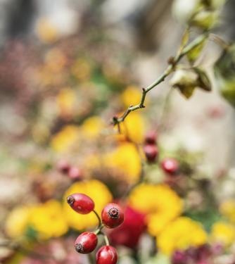 Alimentos vitamínicos en invierno