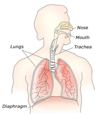 Cum respirăm