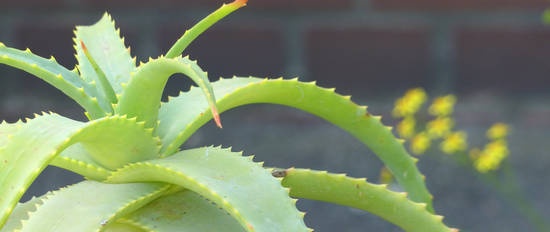 Com l’aloe vera afecta els nivells de glucosa en sang