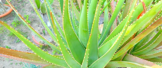 How aloe vera affects blood glucose levels