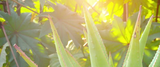 How aloe vera affects blood glucose levels