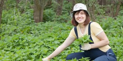 Nettle helps maintain health