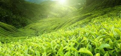 Los beneficios del té verde