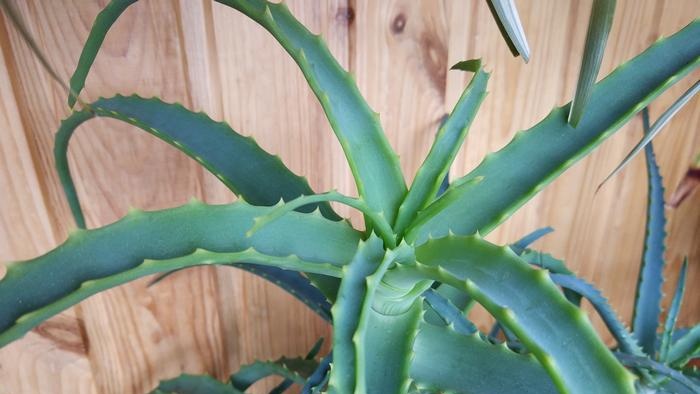 Benefici dell'Aloe Vera e modi per aggiungerlo alla tua dieta