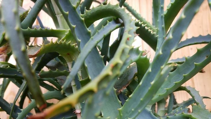 Aloe Vera benefits and ways to add it to your diet