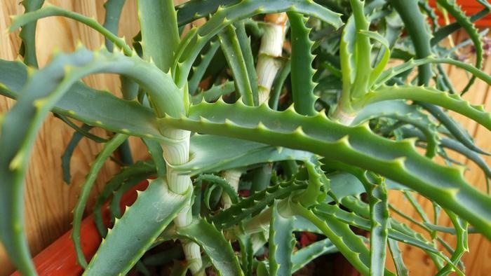 Aloe Vera benefits and ways to add it to your diet