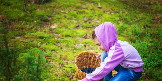 Cómo los arándanos afectan la actividad cerebral de los niños