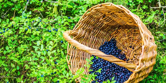 How blueberries affect children's brain activity