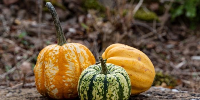 La struttura e la composizione chimica di frutta e verdura