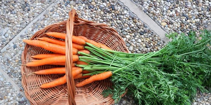 La struttura e la composizione chimica di frutta e verdura