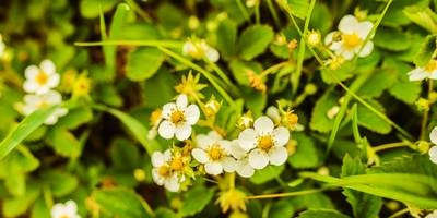 Geheimen van het telen van aardbeien