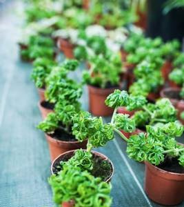 indoor plants illumination