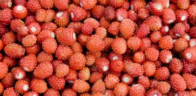 Fresas: bayas reales en nuestra mesa