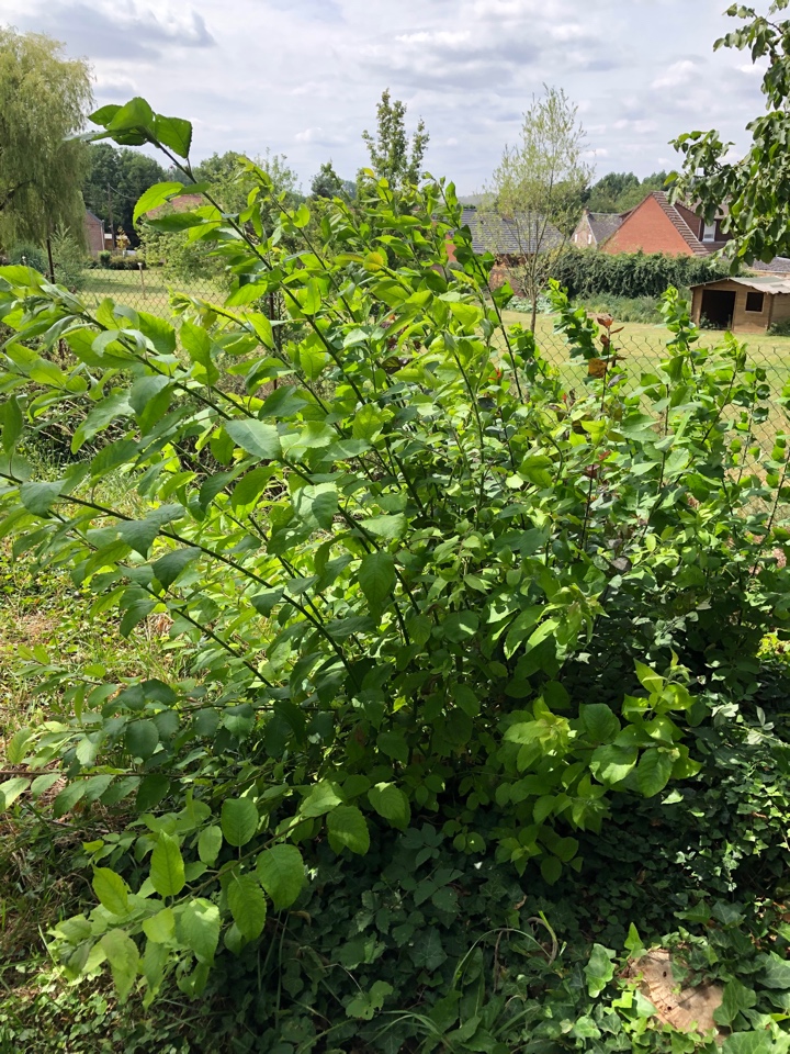 Gefermenteerde thee gemaakt van bladeren van tuin en wilde planten (masterclass)