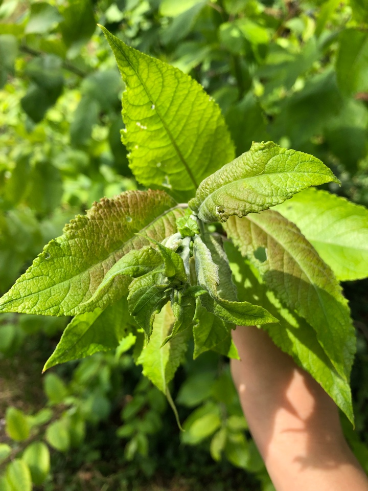 Fermented tea made from leaves of garden and wild plants (master class)