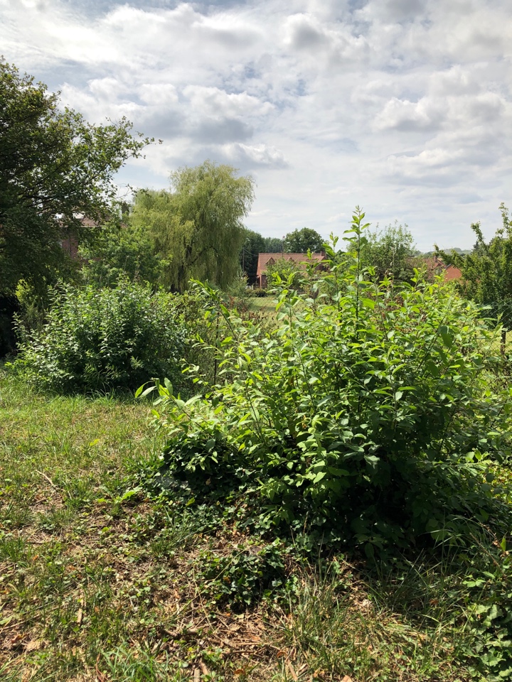 Gefermenteerde thee gemaakt van bladeren van tuin en wilde planten (masterclass)