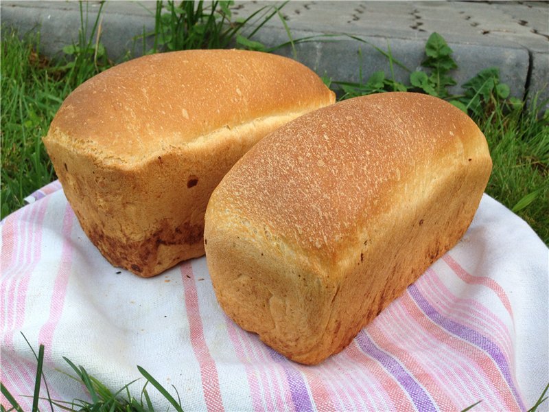 Anadama - Famous New England Bread (Peter Reinhart) (forno)