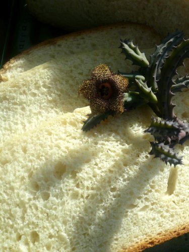 Sour cream bread in the oven