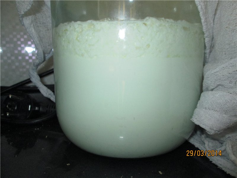 Fungo kefir tibetano