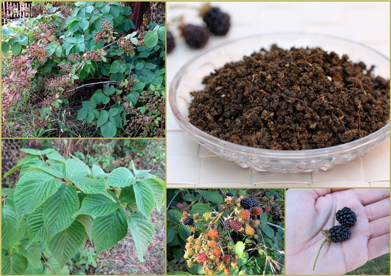 Té fermentado elaborado con hojas de jardín y plantas silvestres (clase magistral)