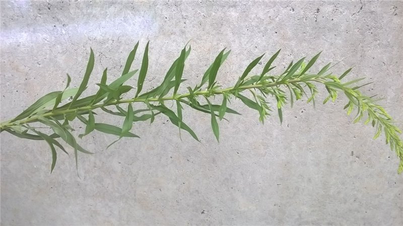 Ivan tea (fermentation of fireweed leaves) - master class