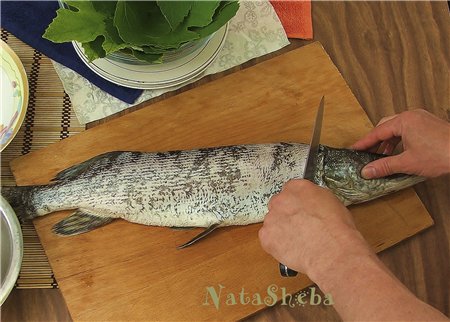 Lucio relleno en hojas de parra de la película Ognivo