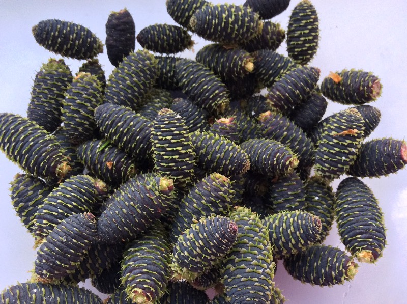 Jam ng mga fir cones