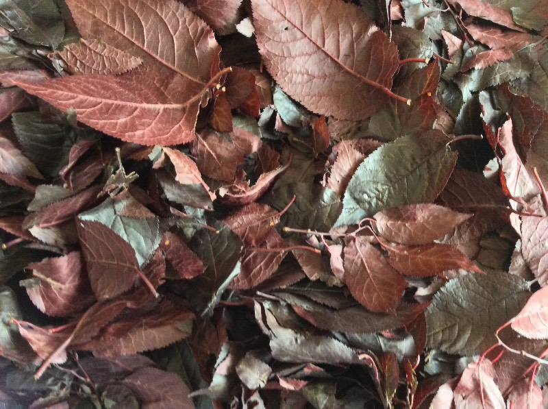 Té fermentado elaborado con hojas de jardín y plantas silvestres (clase magistral)