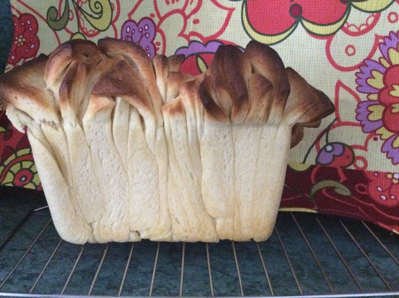 Italian bread Pane al latte Fisarmonica in the oven