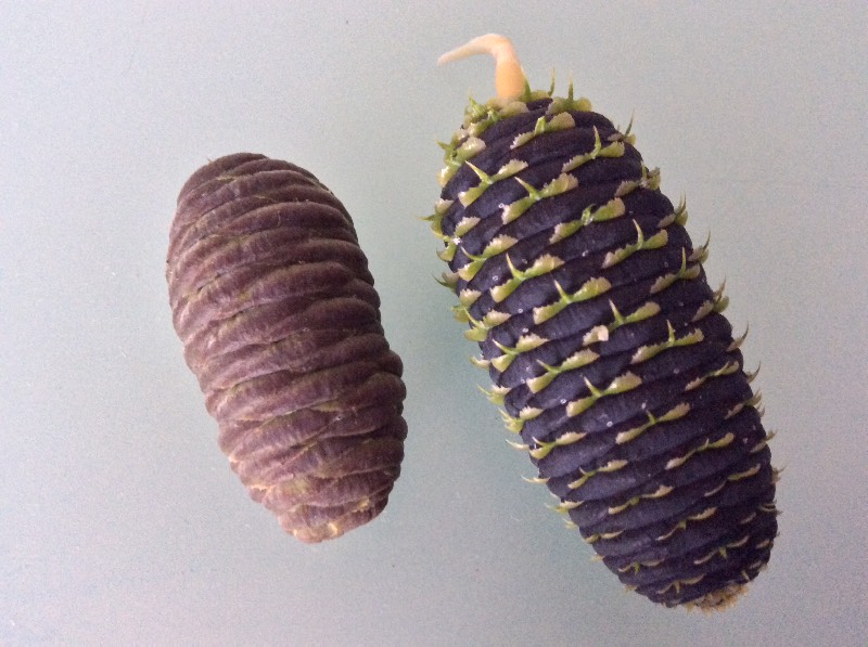 Jam ng mga fir cones