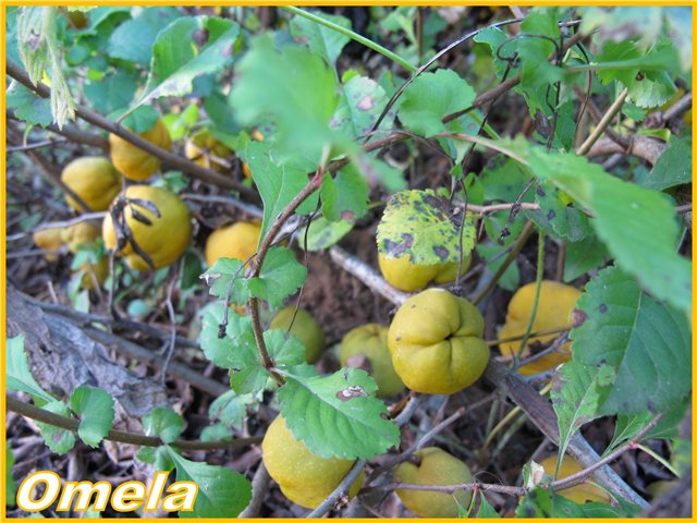 Jam from Japanese quince