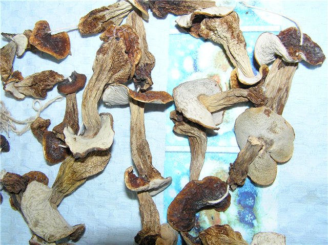 Funghi in tutte le forme: solidi, liquidi, gassosi ...