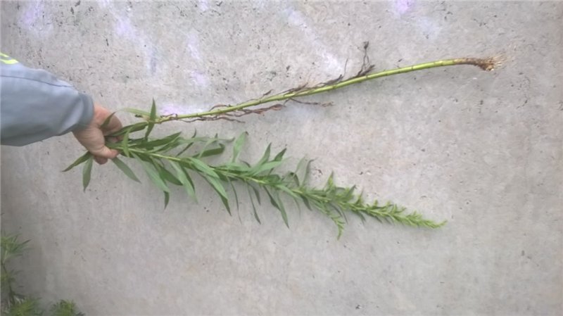 Ivan tea (fermentation of fireweed leaves) - master class