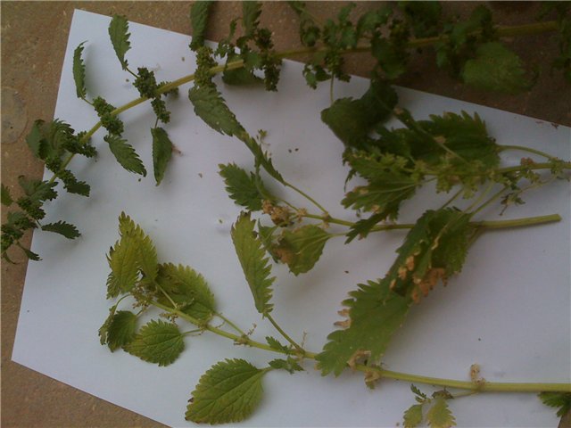 Groen brood met brandnetels