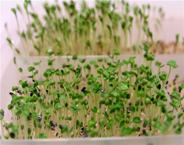 Ensalada de avena germinada