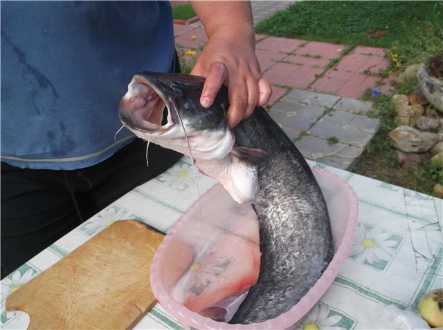 Pesce gatto nell'Airfryer