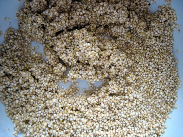 Quinoa (chisia mama) in una pentola a pressione