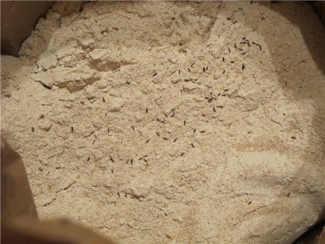 Pane di grano a lunga fermentazione (forno)