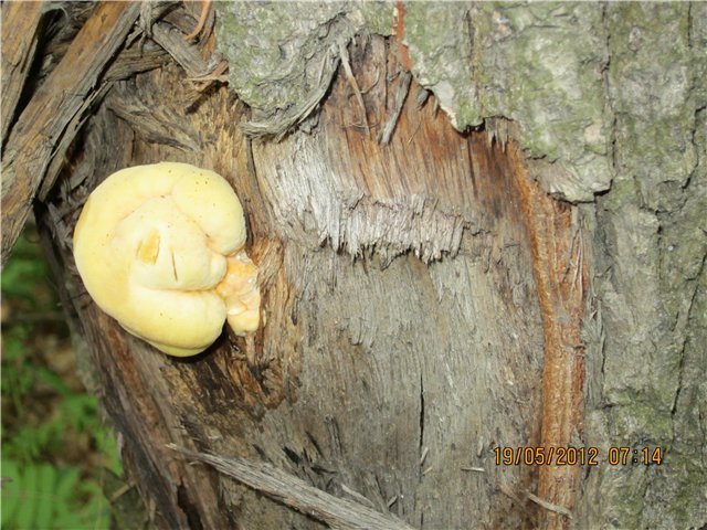 Μπουλέττες ψωμιού Tortellini di pane των αδελφών Simili