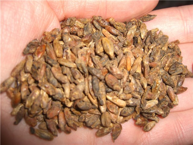 Pane di frumento e segale 50x50 con lievito di birra (macchina per il pane)