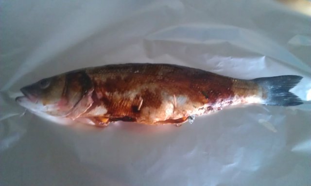 Sea wolf (Seabass) sa toyo na may kalabasa